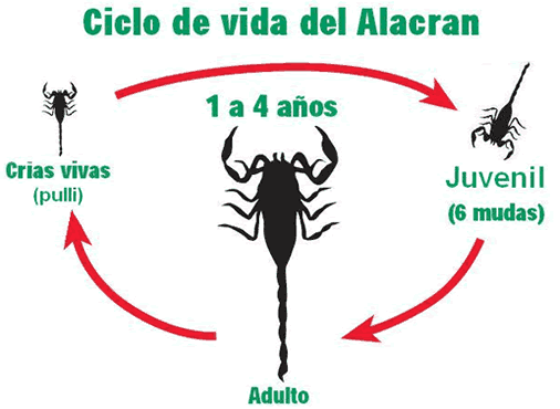 Ciclo de vida del Alacran