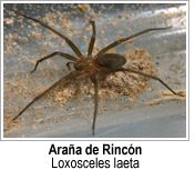 Araña