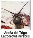 Araña del trigo