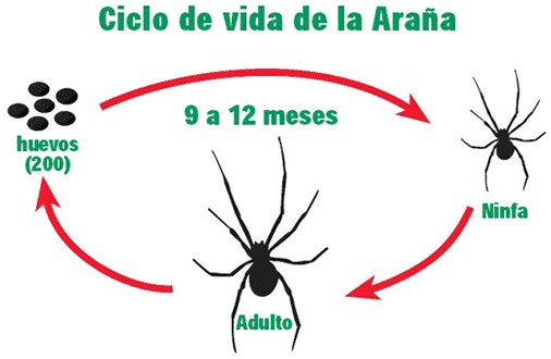 Arañas - Ciclo de Vida