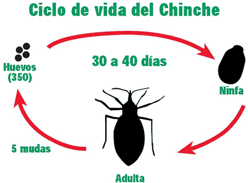 Ciclo de vida del Chinche