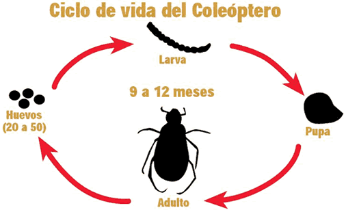 Ciclo de vida del Coleoptero