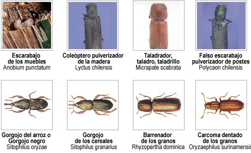 Coleopteros