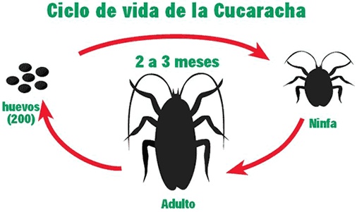 Ciclo de vida de la Barata