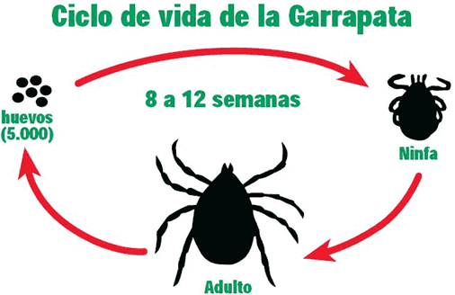 Ciclo de vida de la Garrapata