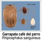 Garrapatas