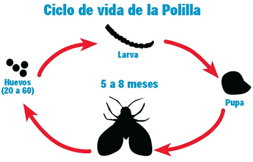 Ciclo de vida de la Polilla