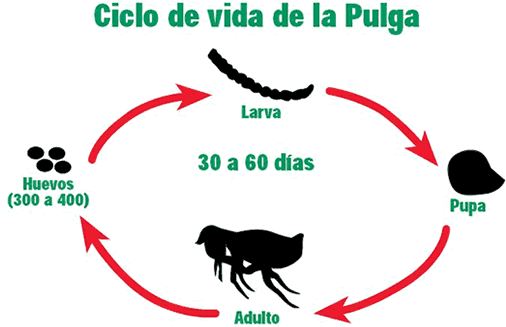 Ciclo de vida de la Pulga