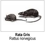 Rata Gris