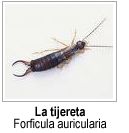 Tijeras insecto