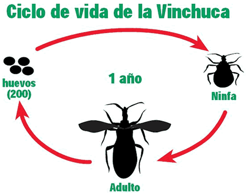 Ciclo de vida de la Vinchuca